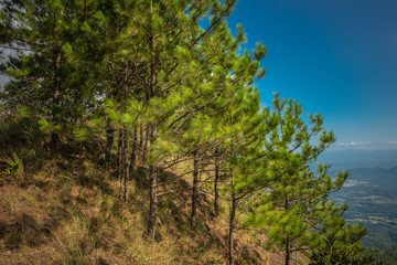 Pine trees with sky