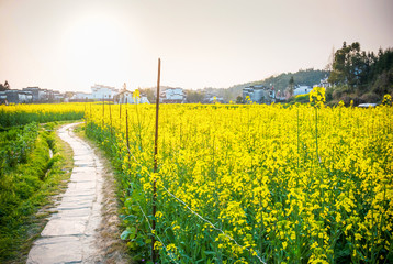Oilseed rape field in Wuyuan County, Jiangxi province, China. Wuyuan County was founded in the 28th year of Kaiyuan of the Tang Dynasty (740 A. D) for over 1200 years.