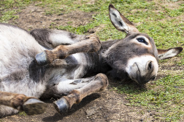 Happy Donkey