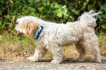 Naklejka na ściany i meble Side view of white dog walking in nature with a collar on