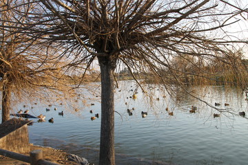 Lac de la Prade Saint Cyprien 66740
