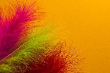 Poster for the carnival. Bright feathers on an orange background.