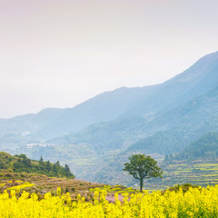 Obraz premium Oilseed rape field and mountain, located in Wuyuan County, Jiangxi province, China. Wuyuan County was founded in the 28th year of Kaiyuan of the Tang Dynasty (740 A. D) for over 1200 years.