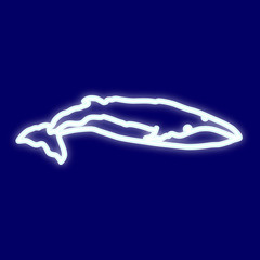 Image of blue whale. 