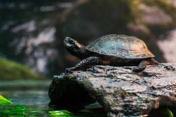 Obraz premium Turtle on Log