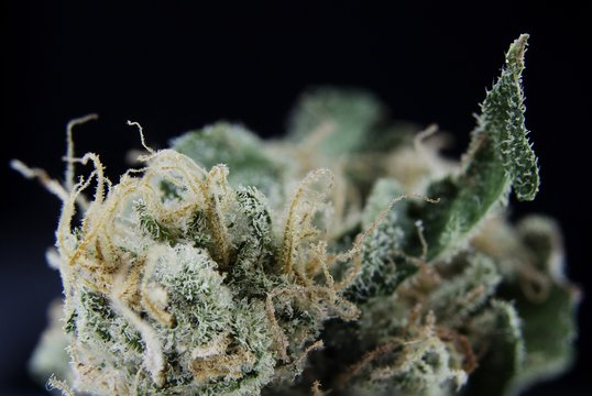 Macro detail view of medical marijuana bud