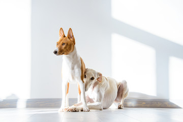 2 Hund stehen zusammen, Basenji und Galgo Espanól 