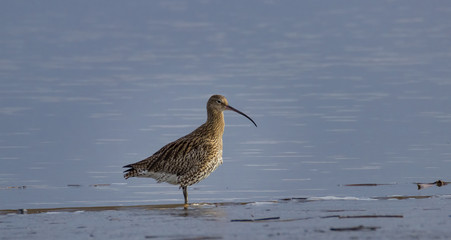 Curlew, looking for food on the shore - estuary of the river Eider in the North Sea, Tönning, Germany