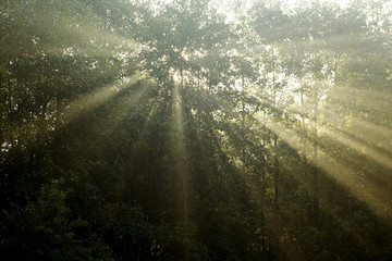 Sunrays reaching through the trees in the morning