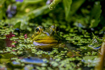 Frog Prince