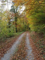 Fototapeta na wymiar Wald im Herbst