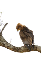 Tawny Eagle (Aquila rapax) in a tree in the Tarangire National Park