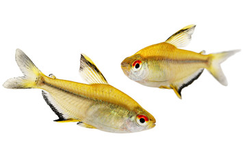 Lemon tetra Hyphessobrycon pulchripinnis tropical freshwater aquarium fish 
