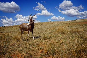 In a bright sunny day, the antelope stands in the middle of beautiful yellow grass and the blue sky in the background