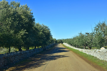 Fototapeta na wymiar Italy, Puglia region, typical countryside landscapes. Narrow street with Olive
