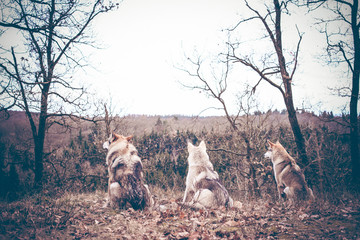 Tschechoslowakischers Wolfshundrudel im Wald