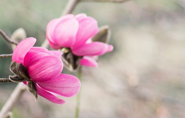 Close up image of Pink Magnolia Flowers in a Winter Garden