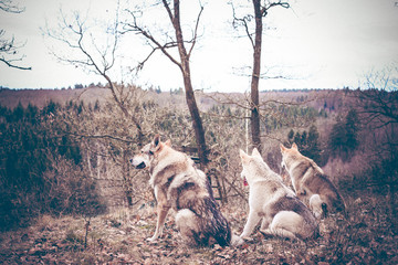 Tschechoslowakischers Wolfshundrudel im Wald