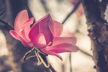 Close up image of a pink magnolia in bloom a spring garden.