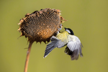 Parus major, Blue tit . A small bird sits on a sunflower plant and feeds sunflower seeds. Green background. Flight of the extended wing.  Wildlife scenery, Slovakia, Europe.