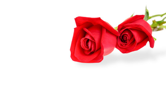 Close up image of the beautiful red roses isolated on white background with embedded clipping path.