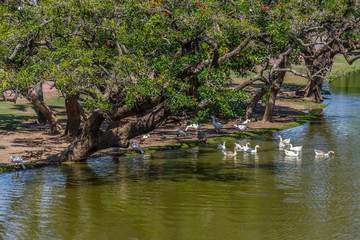 Naklejka na ściany i meble Lake and ducks in Bosques de Palermo park