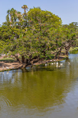 Fototapeta na wymiar Lake and ducks in Bosques de Palermo park
