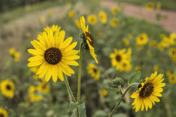Bright Yellow Colorado Wild Sunflowers in a Green Field