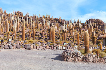 Aitiplano, Cactus island. Bolivia