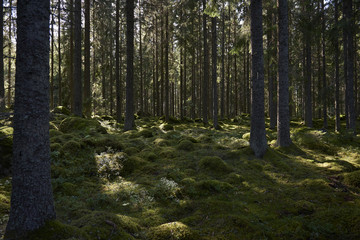 Scandinavian forest