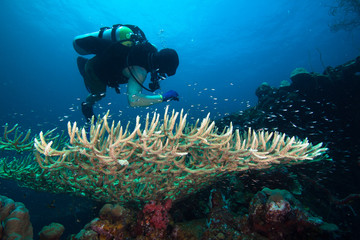 Fototapeta na wymiar a diver exploreds coral reef 