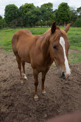 Obraz premium Thunder Road