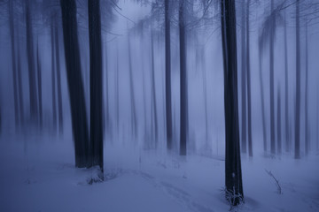 Traumland Winter Wald