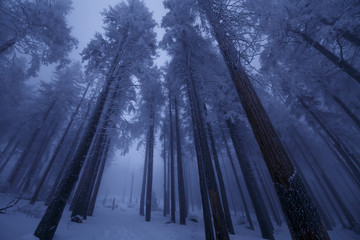 Baumkronen in einer winterlichen Nacht