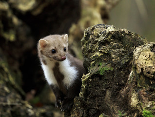 Naklejka premium Stone marten on an old tree