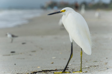 USA, Florida, Side view close up of a beautiful white heron snowy egret bird with yellow feet and eyes