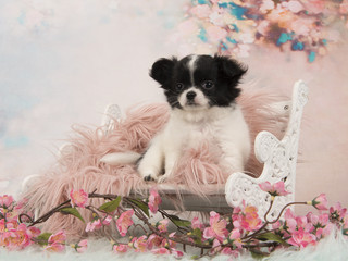 Black and white chihuahua puppy  on a white bench in a romantic flower setting
