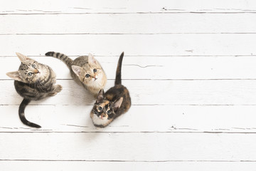 Three cute kittens looking up seen from a high angle view on a white wooden background