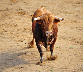 toro en españa