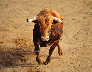 toro en españa