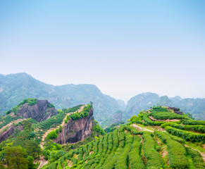 Fototapeta na wymiar Tea plantation in Wuyi Mountains, located in northern Fujian Province, China.