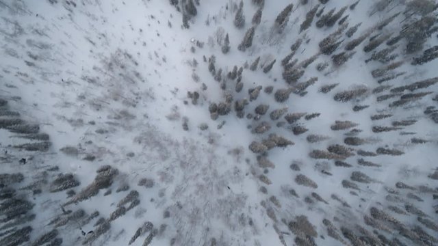 Overhead aerial, snowy forest in Finland