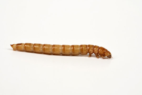 Mehlwurm (Tenebrio molitor)