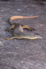 a wild water goanna relaxing and enjoying the sun