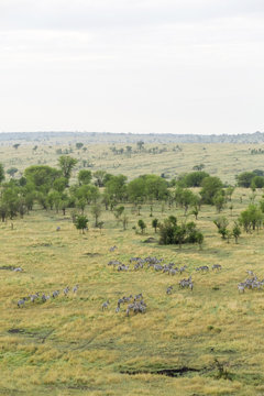 High angle view of zebras on field at Serengeti National Park against sky