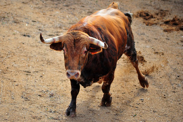 toro en españa