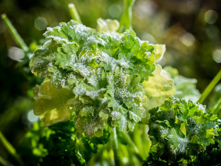 top view of parsley powdery mildew