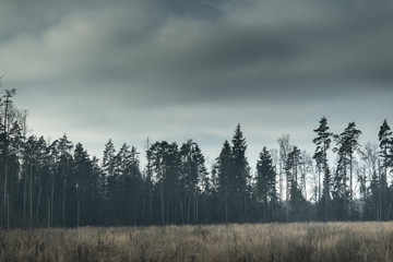 deforestation environmental disaster. Dark sky in winter.