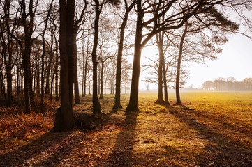 Naklejka premium Morgen Sonne