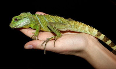 Physignathus cocincinus agama błotna © Katarzyna